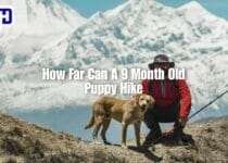 How Far Can A 9 Month Old Puppy Hike