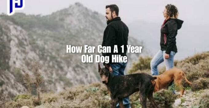 How Far Can A 1 Year Old Dog Hike